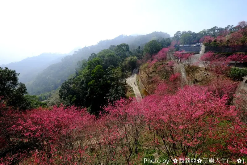 【苗栗。獅潭鄉】美呆了~知名賞櫻勝地『協雲宮』粉櫻大爆發啦，趕緊帶著家人好好享受眼前這粉紅浪漫吧！(賞花日期：106/2/19)