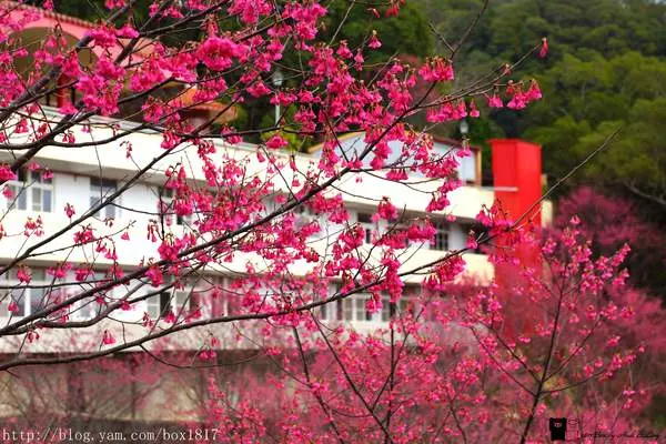 【苗栗。獅潭】私房賞櫻祕境大公開。協雲宮櫻花開了