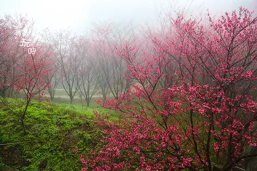 協雲宮。煙雨濛濛賞櫻花。就像走入迷霧景色中
