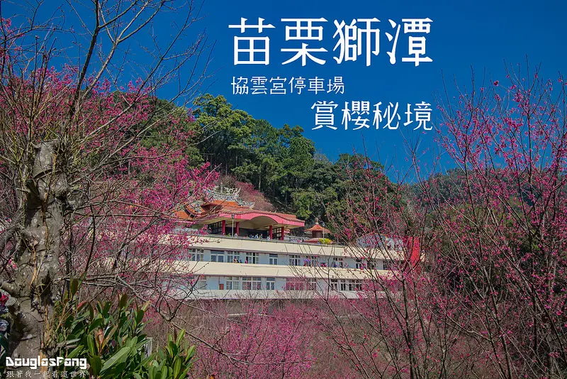 【遊記│苗栗獅潭】協雲宮停車賞/隱身在深山中的賞櫻秘境