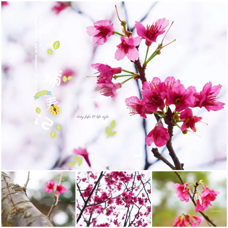 ▌得體夫婦愛玩耍。苗栗 ▌苗栗獅潭賞櫻。隱匿深山中的靜處 協雲宮 (2017.3.1花況)