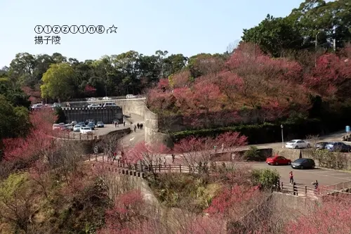 2020苗栗獅潭協雲宮，滿滿山林櫻花飛舞&花間集草莓雪花冰&逛逛大湖酒莊～