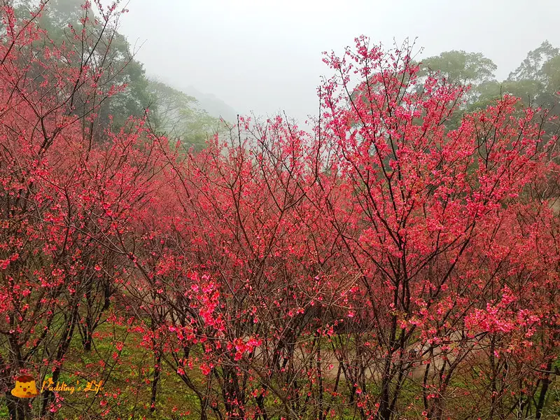 【苗栗賞花】獅潭-仙氣瀰漫迷霧櫻花林《協雲宮櫻花》2018/02/03花況
