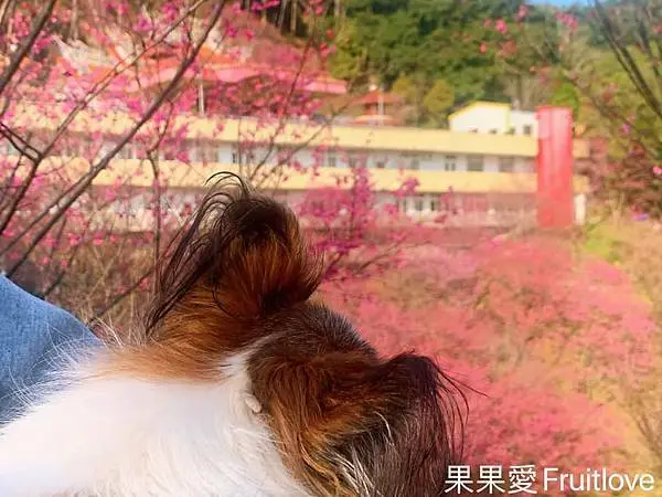 2021 帶著毛孩到苗栗賞櫻 .漫步在森林步道  呼吸芬多精  目前花況已經開五成    免費賞櫻景點   獅潭鄉協雲宮  親子寵物友善  毛孩不限大小 最少牽繩即可