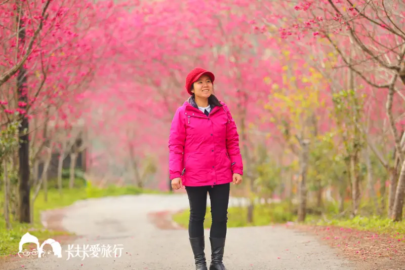 宜蘭賞櫻-浪漫台七線櫻花林秘境媲美日本賞櫻-棲蘭達漾咖啡後方 - 卡夫卡愛旅行