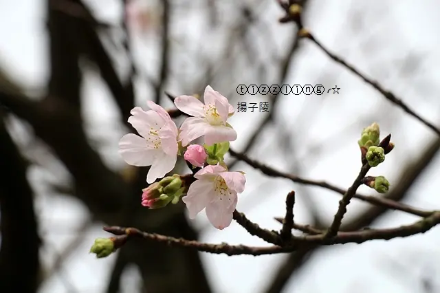 ⓣⓘⓩⓩⓛⓘⓝⓖ╭☆　新莊。沐也日式涮涮鍋～