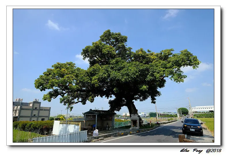 彰化縣-花壇鄉-三春老樹 彩繪稻田+阿來羊肉