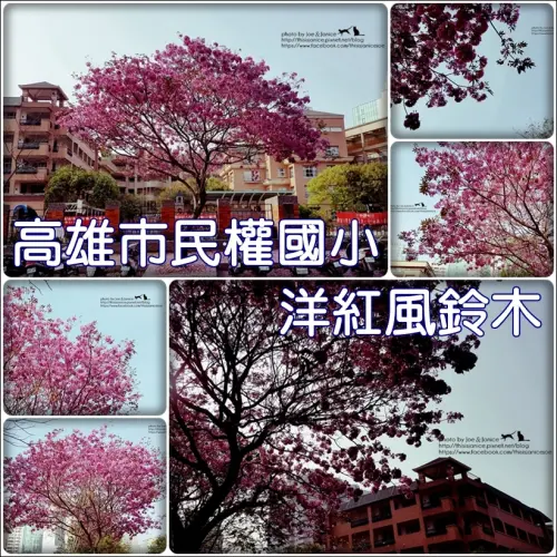 隨拍°高雄前鎮 -《 洋紅風鈴木 》民權國小圍牆旁的洋紅風鈴木國王 (2016/02/26拍攝) 