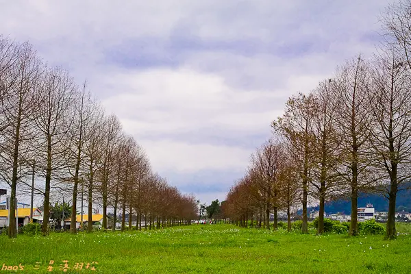 【宜蘭三星】台七丙櫻花林、田心橋落羽松、張公圍親水公園 - 春季賞櫻官方認證最美公路、秋冬落羽松秘境必去景點