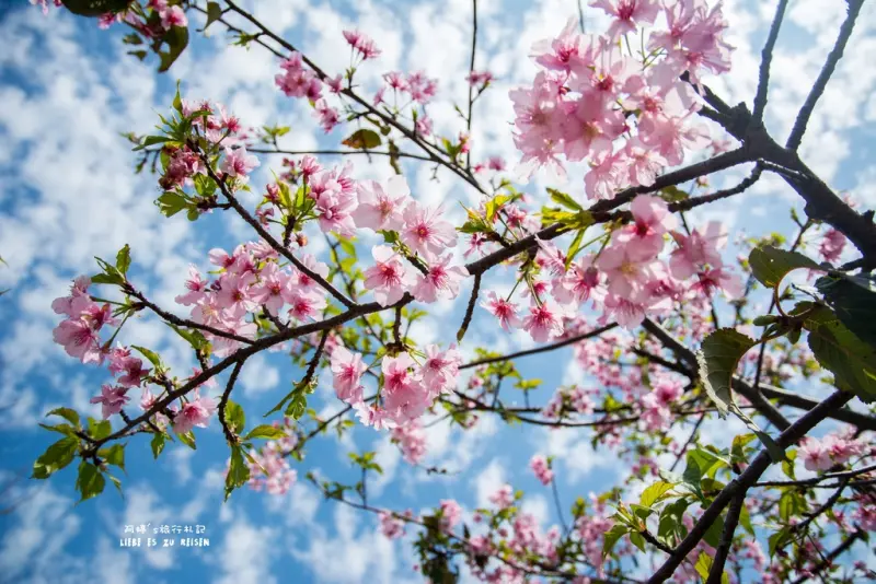 Taichung｜台中‧后里｜賞櫻新景點，不需要跑很遠，在中科威立機電就有一片櫻花園區
