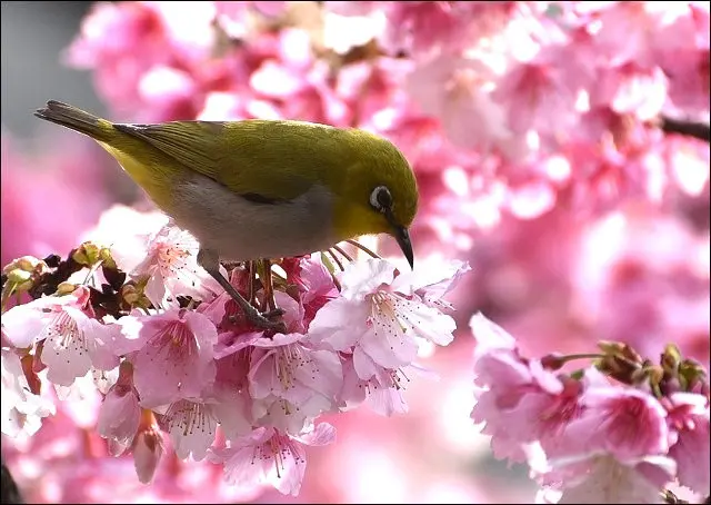 《捷運松山新店線/小南門站景點》台北市區內也有滿開富士櫻~捷運即可達，延平南路189號全聯旁邊三角窗！(2016/2/29今日花況)