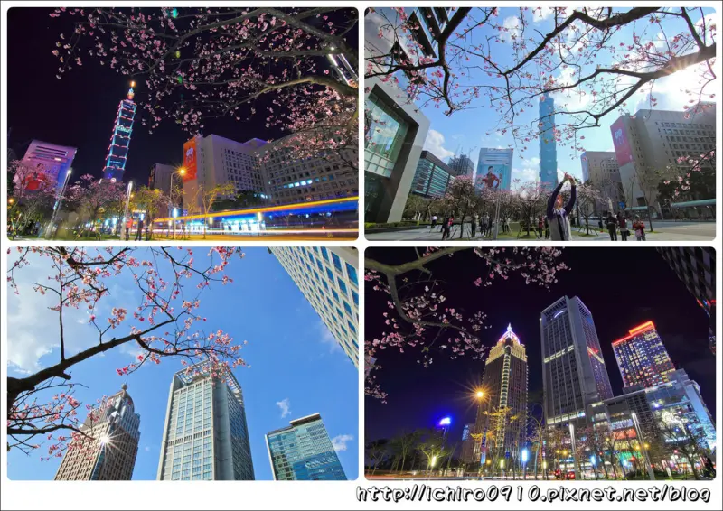 [賞花]【板南線市政府站】誠品信義店旁寒櫻綻放。夜櫻之美~都市裡小確幸