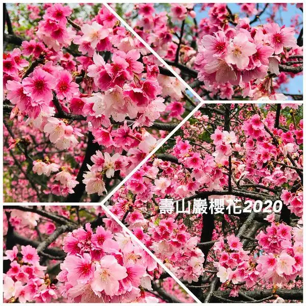 桃園龜山賞櫻秘境|壽山巖櫻花2020/2/12最新花況|壽山櫻花園櫻花開了|桃園最佳賞櫻步道