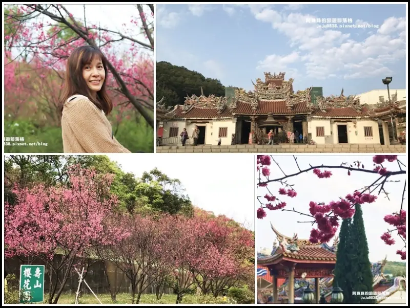 桃園。龜山壽山巖觀音寺賞櫻花｜小葉欖仁樹林｜祈福拜拜兼賞櫻