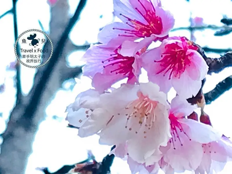 祈福兼賞櫻，壽山巖觀音寺櫻花開（2/14花況） @ 魚兒 x 牽手明太子的「視」界旅行