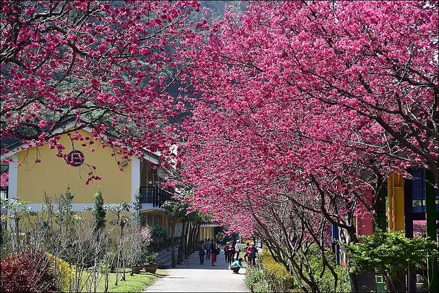 全台最美櫻花停車場又一彈~南投埔里箱根溫泉生活館櫻花爆炸開！加碼清境寞內民宿&暨南大學櫻花季&埔里美食胡國雄古早麵！(2016/3/2今日花況)