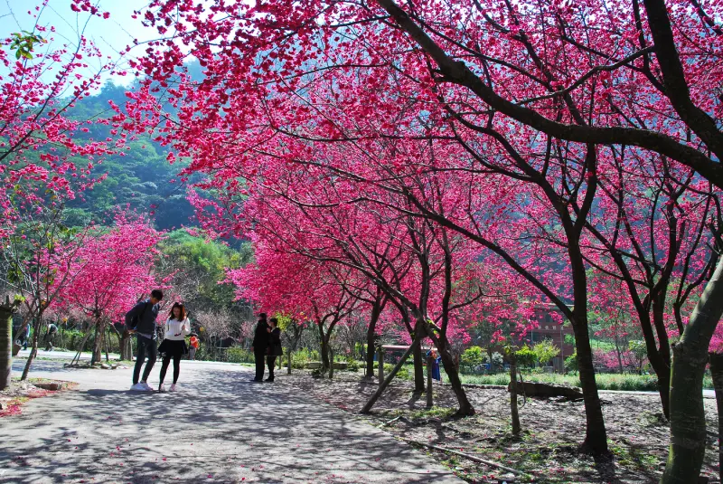 粉櫻 の 語 * 南投 . 萬大電廠 & 箱根溫泉櫻花戀