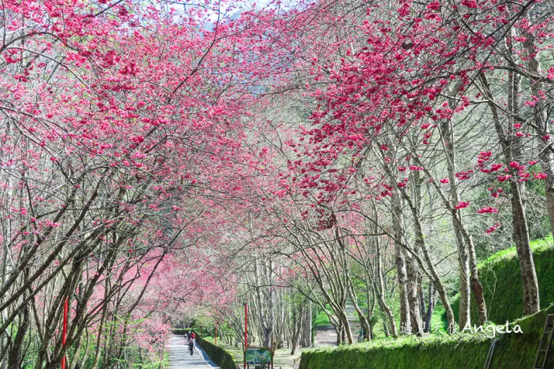 櫻花隧道滿開！賞櫻秘境不擠人 - 遇見天使~Angela