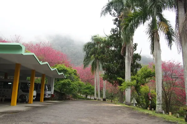 【南投・仁愛鄉】萬大發電廠賞櫻花