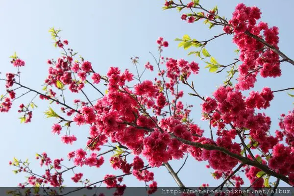 【賞櫻】台中后里．中科崴立機電浪漫櫻花林，2016賞櫻新景點
