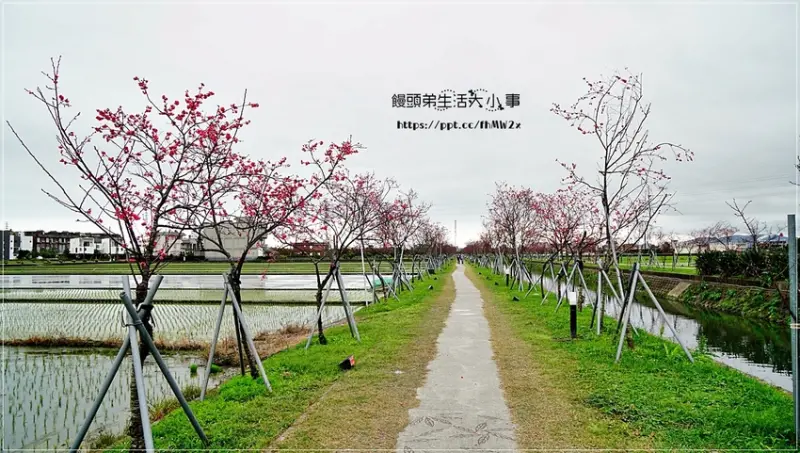 【宜蘭景點】羅莊櫻花步道／羅東十六份圳畔／羅東景點／熱門賞櫻景點／親子同遊／櫻花樹／八重櫻(2/16花況)