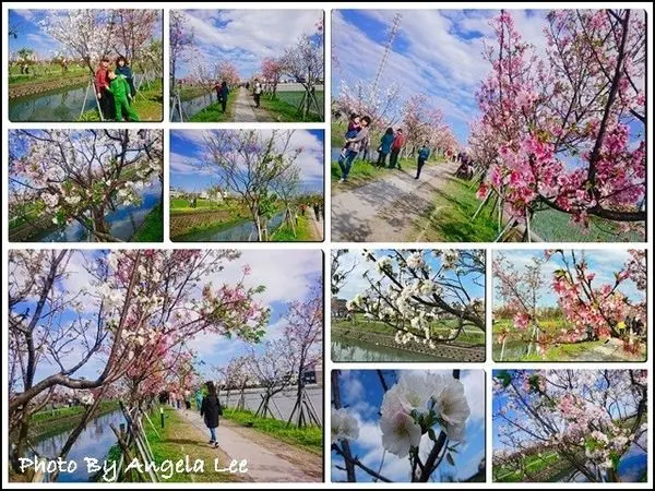 【宜蘭羅東】羅莊櫻花步道☆羅東新興景點x季節限定美景●櫻花爆炸盛開ing(2018/03/11花況)花期倒數中，賞櫻要及時!!