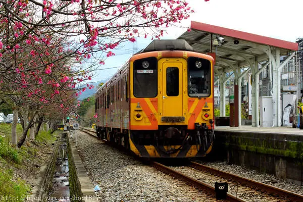 【新竹。橫山】櫻花火車站。幸福列車。橫山火車站S彎道