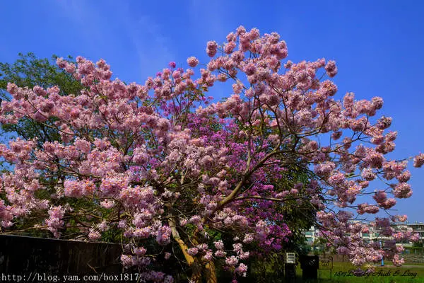 【高雄。大樹】街邊即景。相遇粉嫩洋紅風鈴木。大樹區綜合體育館