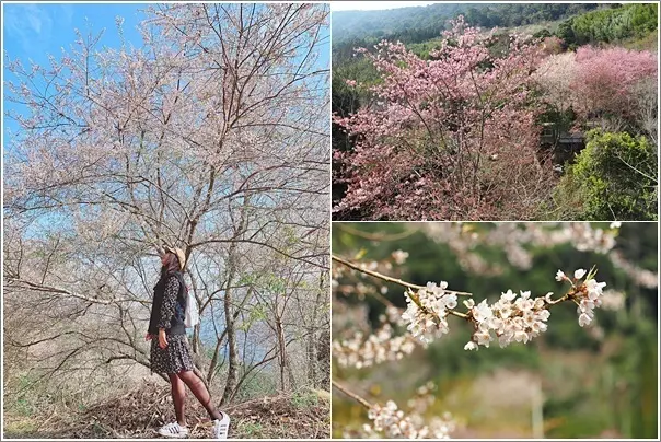 新竹尖石｜萬里山園．深山中遠的要命賞櫻秘境！欣賞粉白相間的成片櫻花林