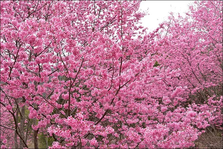《新竹賞櫻景點》遠的要命的賞櫻秘境~新竹尖石萬里山園，被粉白櫻花大包圍的夢幻露營區！(2016/3/7最新花況)