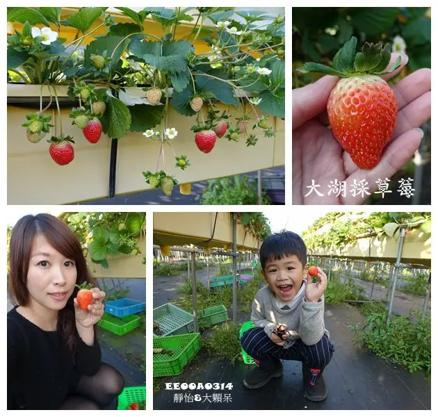 【苗栗景點】六合高架牛奶草莓農場 ♥ 大湖採草莓 高架草莓園 大人小孩輕鬆採草莓 冬天就是要採草莓啊