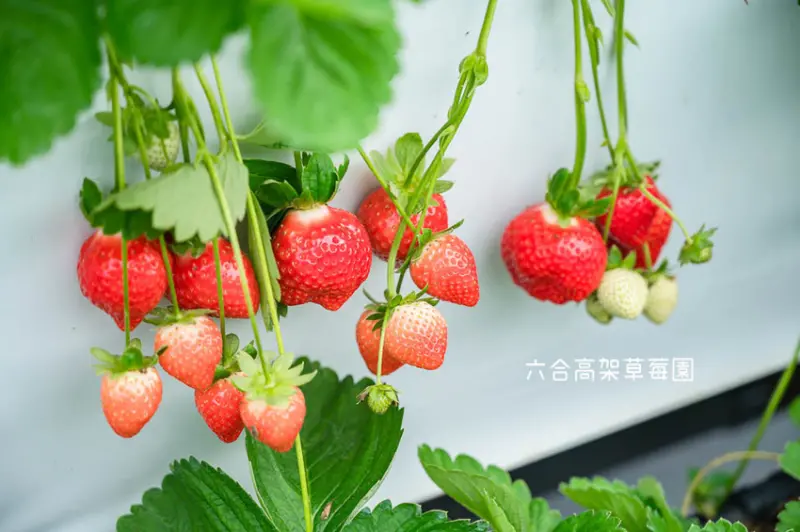 ｜苗栗景點｜六合高架牛奶草莓農場，鮮嫩多汁又香氣十足的草莓，宣告2020年大湖草莓季開跑啦 - Hallo！Im 婷兒