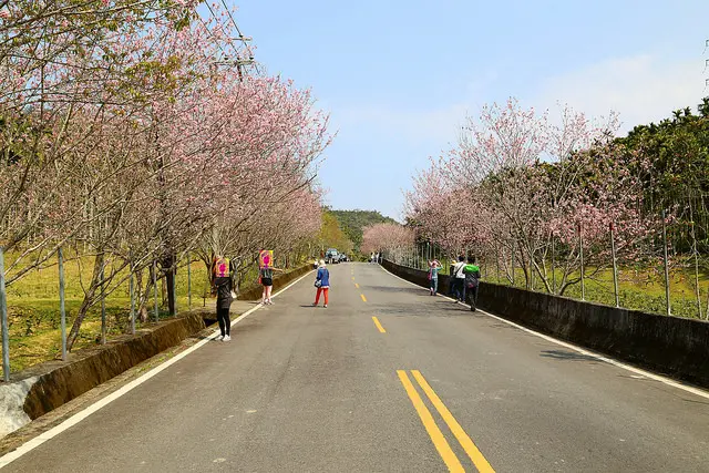 [ 南投⊙魚池]茶香巷櫻花道。我在粉紅櫻花巷。