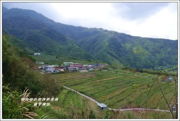 桃園復興。爺亨梯田水蜜桃花開了