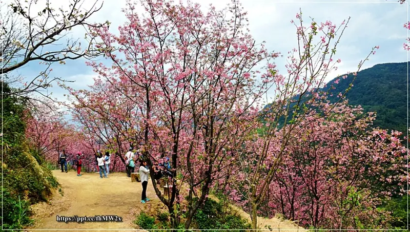 【新北景點】三峽熊空櫻花林／IG熱門打卡景點～賞櫻秘境，廣達20甲的山地，滿山遍野的櫻花花海，有八重櫻、富士櫻、昭和櫻