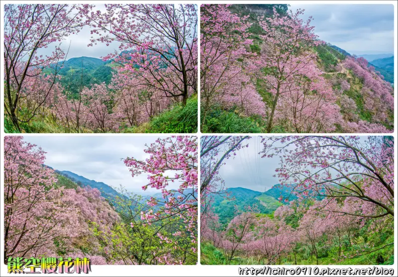 [賞花]【新北市三峽區】2018熊空櫻花林(2018.3月初花況)。五萬株昭和櫻綻放│三峽賞櫻秘境│限定櫻花品種│FB.IG熱門打卡景點│怎麼去/GPS座標/地址/地圖/管制時間