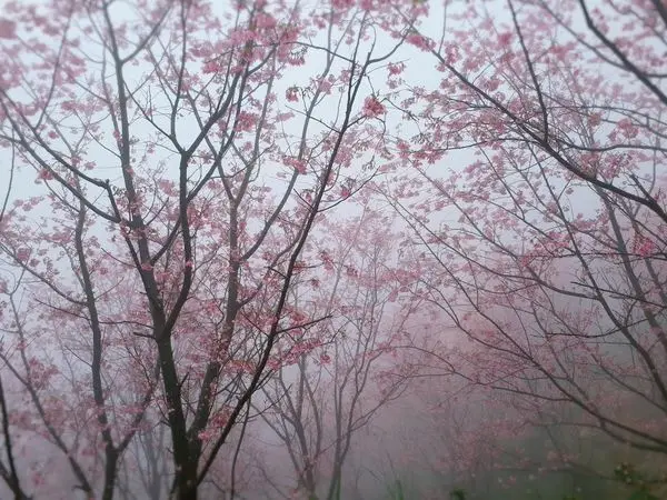 【2018三峽熊空櫻花林】新北賞花最佳盛地/上萬株粉紅昭和櫻花正盛開/雲霧飄渺人間仙境/三峽老街必吃美食