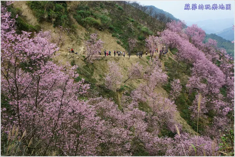 《新北賞櫻》三峽竹崙路櫻花林 粉色昭和櫻大爆開 美到不要不要的 2017.3.12花況