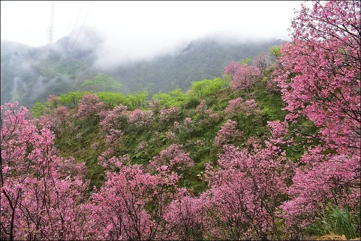 《新北三峽賞櫻秘境》三峽熊空櫻花林~大台北就有不輸日本的賞櫻名所，但賞櫻還是要飛日本啦XD(2016/3/9今日花況)