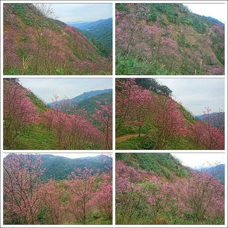 《新北三峽賞櫻秘境》三峽熊空櫻花林~大台北就有不輸日本的賞櫻名所，但賞櫻還是要飛日本啦XD(2017/3/9今日花況)