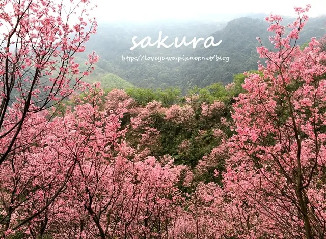 【新北◍•ᴗ•◍三峽】景點・三峽竹崙路櫻花谷秘境賞櫻｜粉紅昭和櫻盛開中!(3/8花況)｜超美秘境!滿坑滿谷櫻花林!白色吉野櫻與粉紅昭和櫻相映｜媲美武陵農場，簡直就像台灣版吉野山