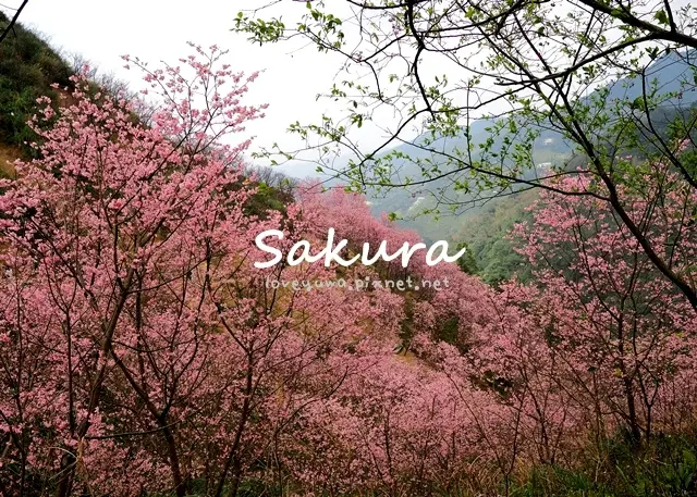 三峽竹崙路櫻花谷~滿山滿谷櫻花林!