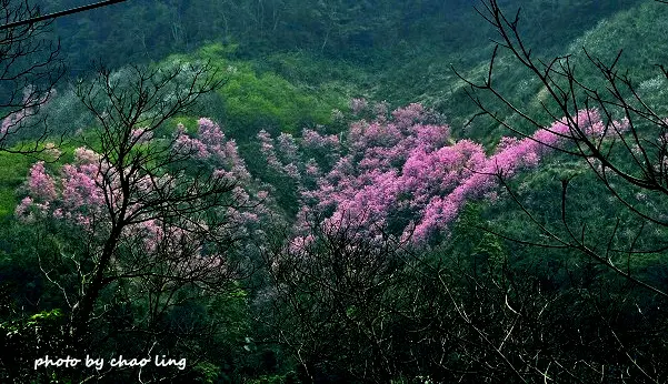 【三峽 / 賞櫻】熊空 - 櫻之谷。像著魔似的一訪再訪！