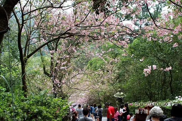 2018三峽熊空櫻花林再訪&內湖碧山巖。白石湖吊橋。賞櫻踏青趣～