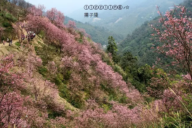 初訪三峽熊空櫻花&三峽竹崙路櫻花谷，滿滿山谷大爆發&三峽大寮茶文館找茶趣～