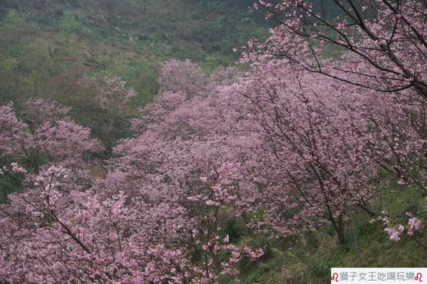 (新北●三峽)賞櫻新景點~三峽熊空櫻花林~滿山滿谷的櫻花~昭和櫻~八重櫻~吉野櫻~北台灣最茂盛的櫻花季