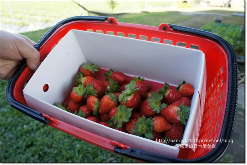 【花蓮】鳳林｜親親果園(親親草莓園)｜慢城採莓趣