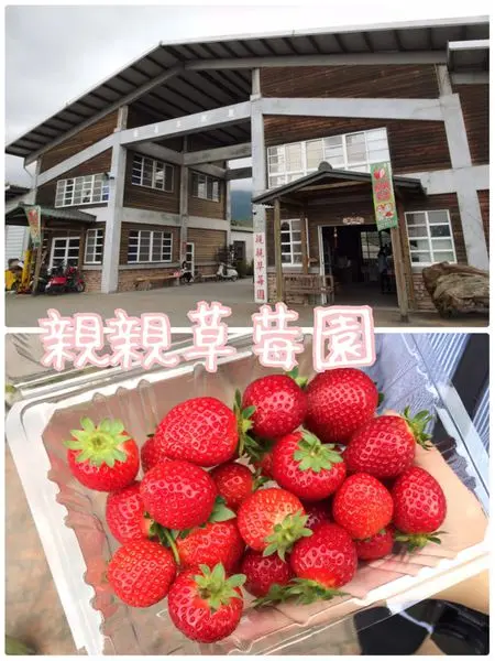 【花蓮遊記】親親草莓園~原來鳳林也有草莓園之適合親子同樂的好去處