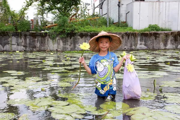 【宜蘭景點】御品蓮休閒農莊。採蓮體驗,現撥蓮子,認識睡蓮與蓮花的差異...帶孩子們上了一堂珍貴難忘的自然課
