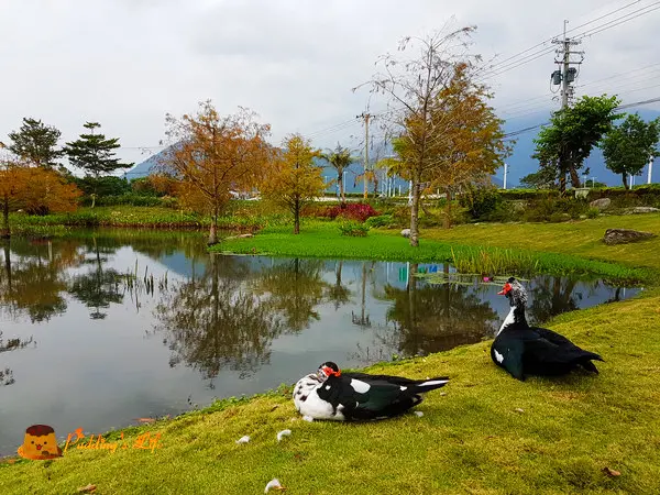 【花蓮旅遊】吉安-台九線上夢幻美地《松湖驛站》~落羽松景觀餐廳